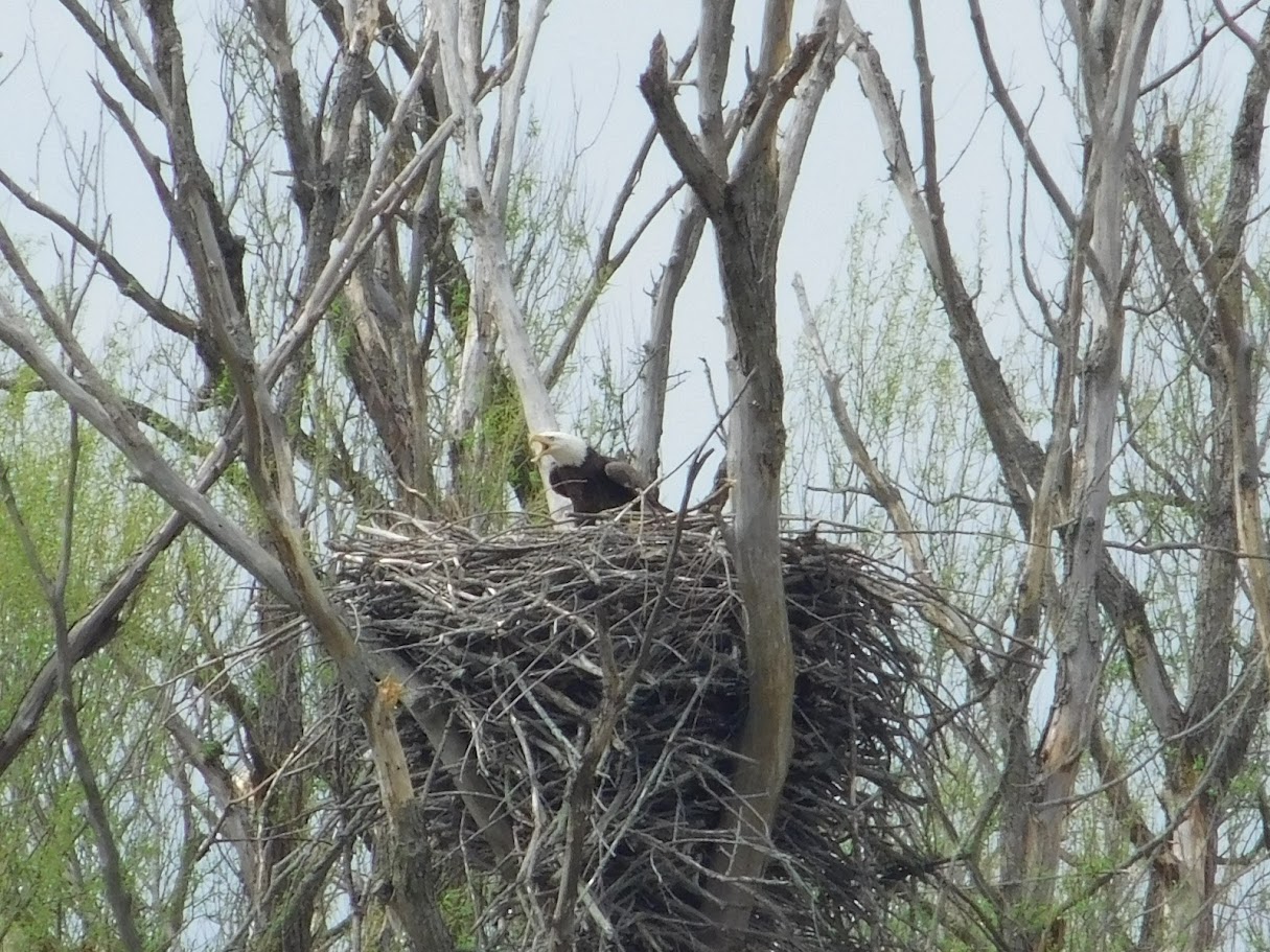 Walborn Eagle on Nest in tree with beak open